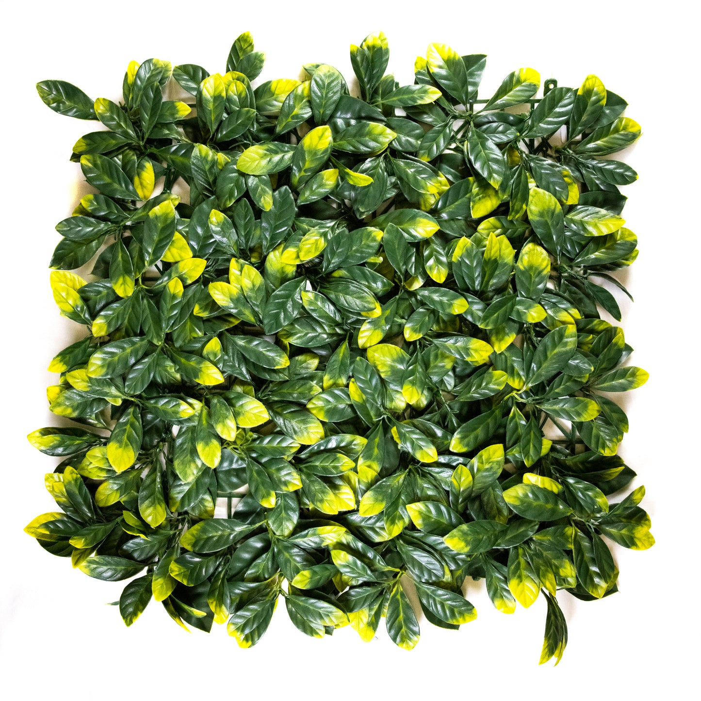 Yellow Tip Osmanthus Leaves (12-Pack)