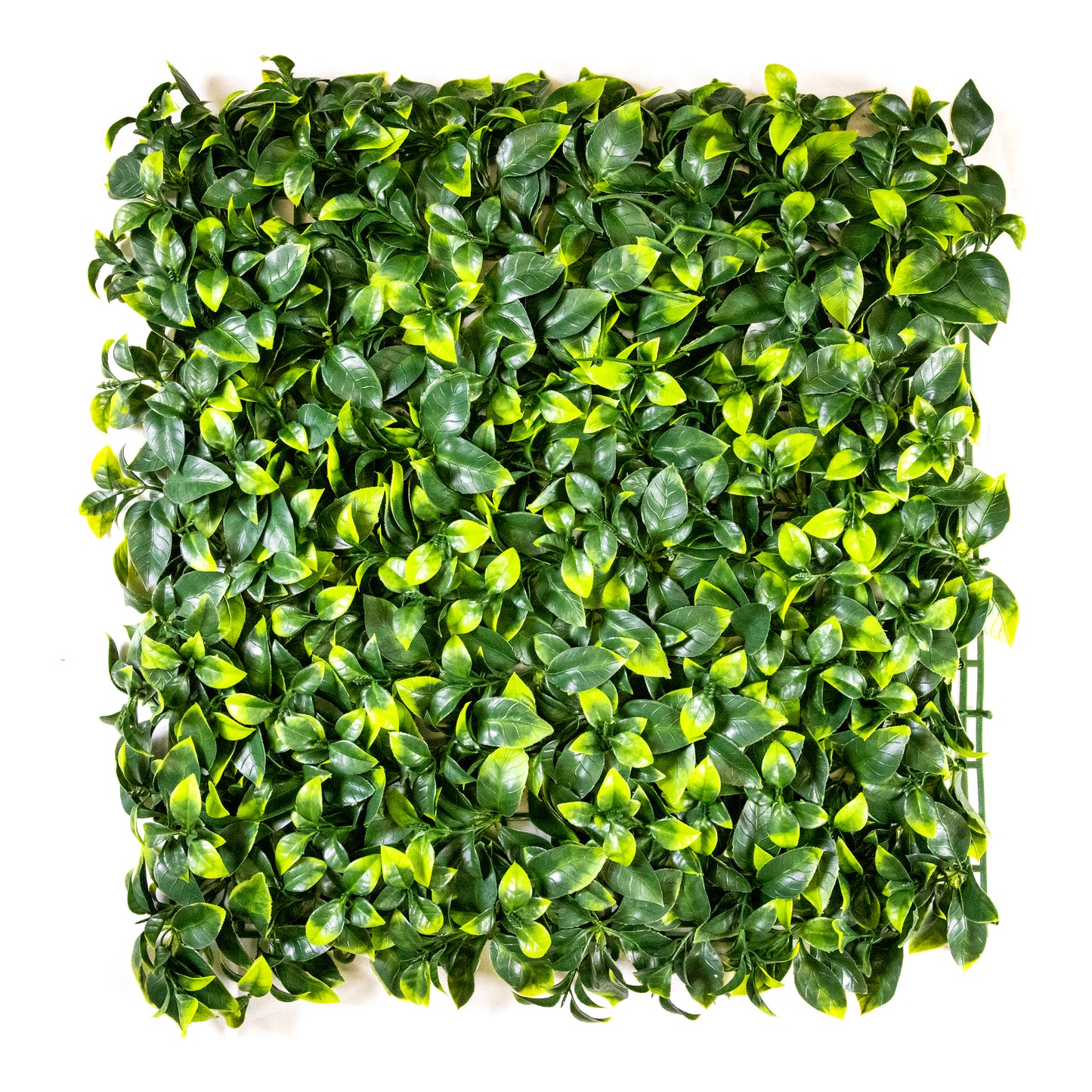 Yellow Tip Gardenia Leaves (12-Pack)