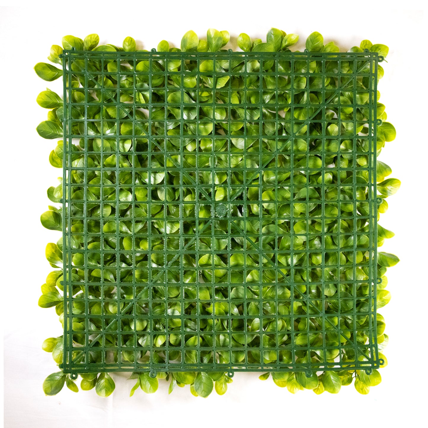 Dwarf English Leaves (12-Pack)