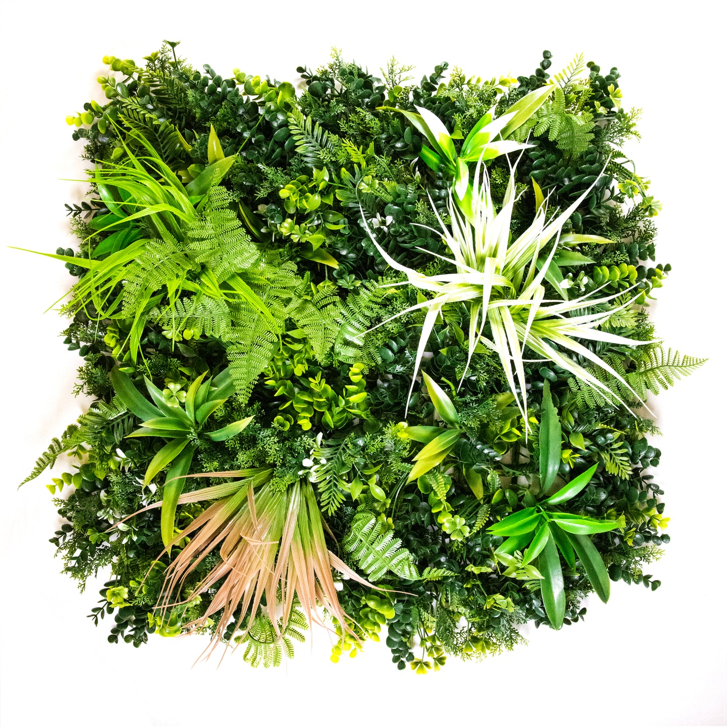 Spider Fern Medley (12-Pack)