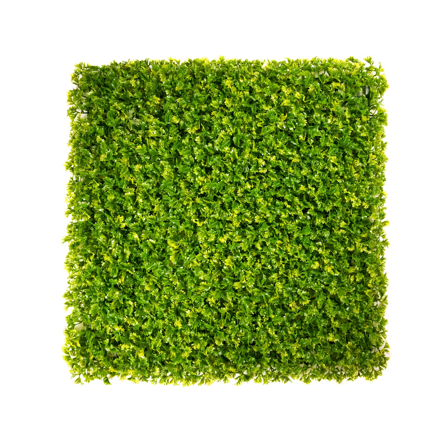 Broad Leaf Cress (12-Pack)