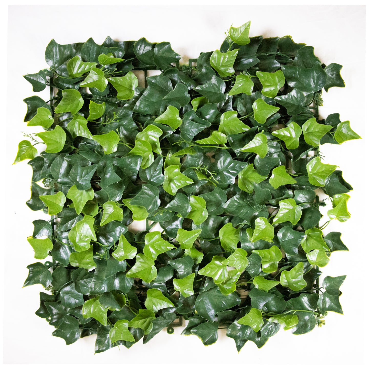 Multi-Layer Sweet Potato Leaves (12-Pack)