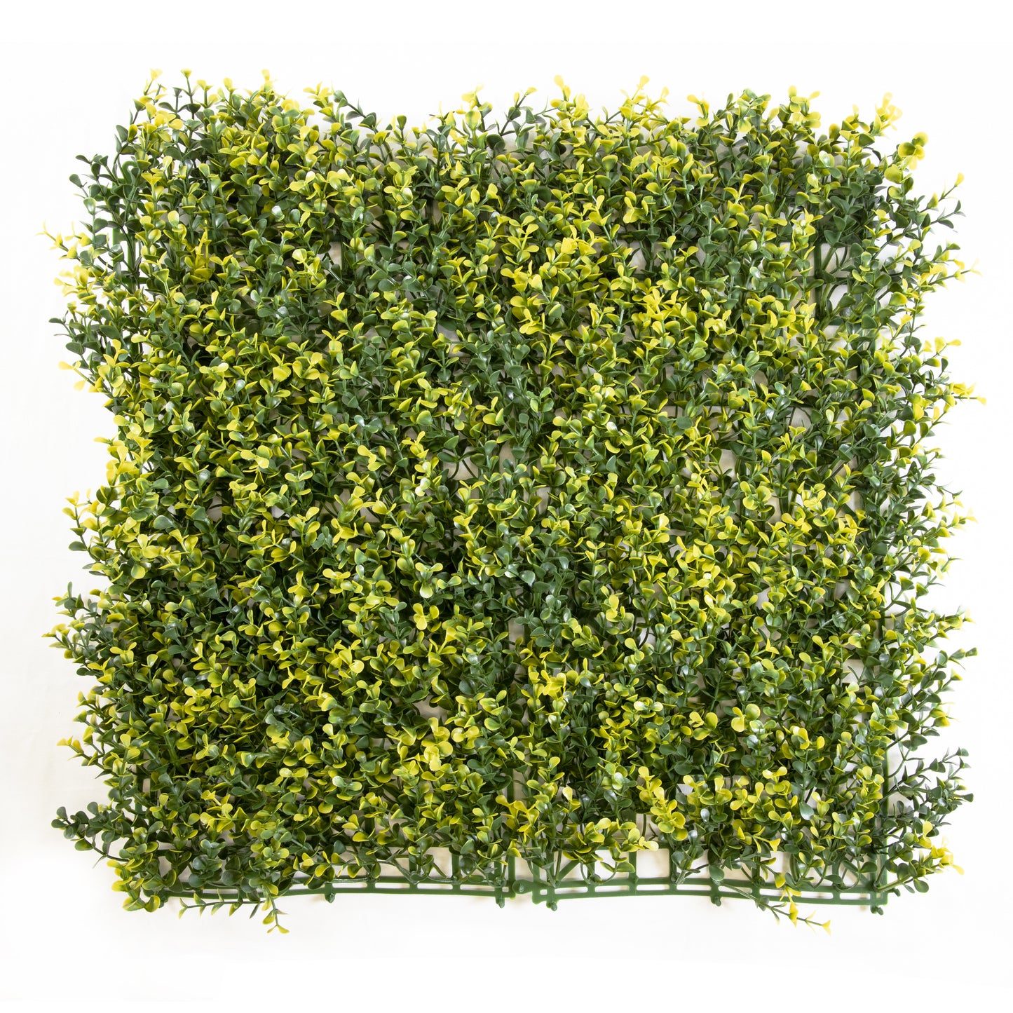 Yellow Tip Green Beauty Leaves (12-Pack)