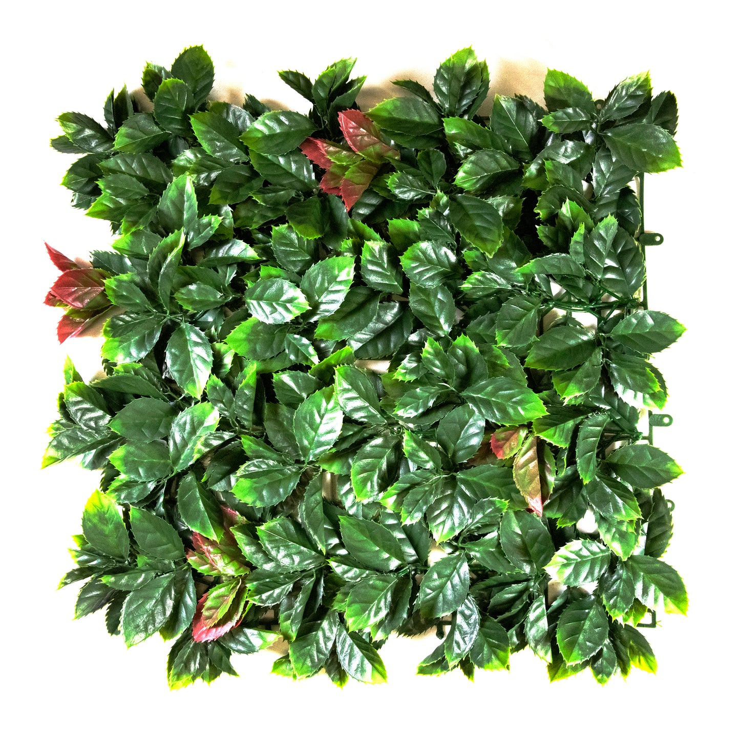 Red Tip Photinia Leaves (12-Pack)